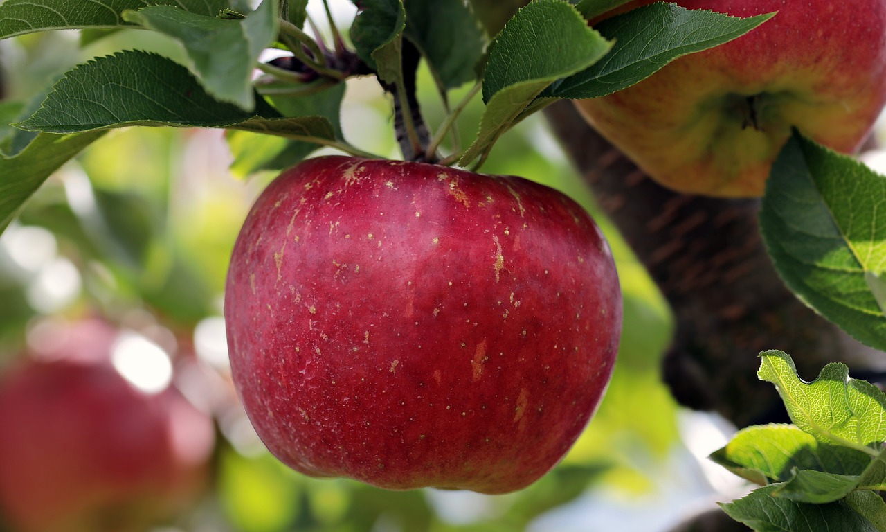 Fresh and quality apples