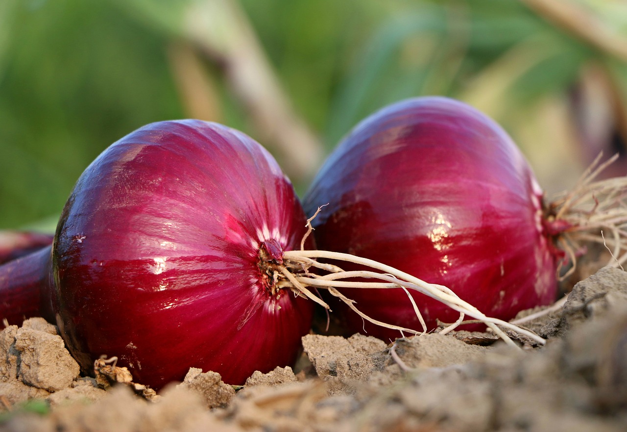 Onions - Fresh from the Farm